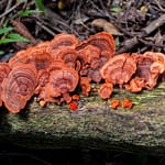 roter Pilz