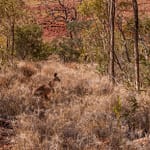 Kata Tjuta 3