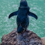 Pinguin Island 10