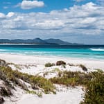 Fitzgerald NP 3