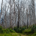 abgebrannter Wald 1