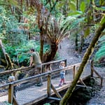 Mountfield NP 1