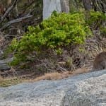 Freycinet NP 1