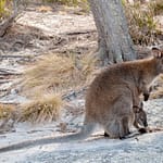 Freycinet NP 2
