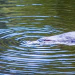 Platypus 1