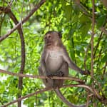Monkeys 5
