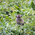 Monkeys 6