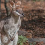 Känguruh 1