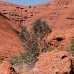 Kata Tjuta 4