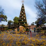 bluehende Weihnachten