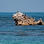Pinguin Island 3