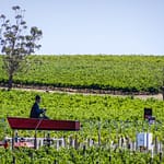 Wirra Wirra Mc Laren Vale 4