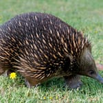 Echidna 2
