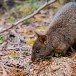 Buschwallaby 1