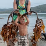 Meerespflanzenbock 1