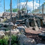 Launceston Stadtpark 1