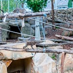 Launceston Stadtpark 2