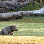 Wombat 1