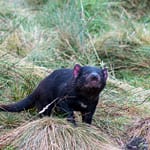 Tasmanischer Teufel 1