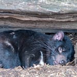 Tasmanischer Teufel 2