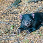 Tasmanischer Teufel 3