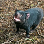 Tasmanischer Teufel 4