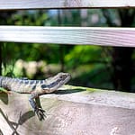 Begrüssungs Lizard auf unserem Platz